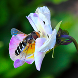 Bee on wild Heartsease flower. There is a relaxed and casual look as if this bee would happily stay put for hours while we admire its stripes and pastel colors. In reality, this bee moved quickly about the mountain meadow, hopping from flower to flower looking for the perfect nectar. The moment captured by the camera has a much more leisurely and intimate feeling. I love having the time to admire all of the bee’s patterns and wondrous details.