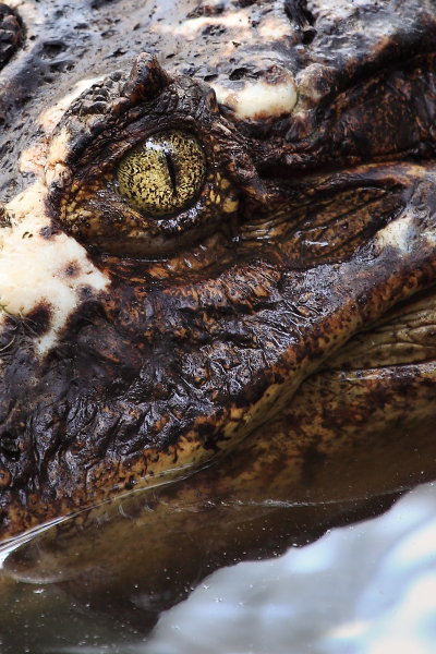 Soul of a crocodile