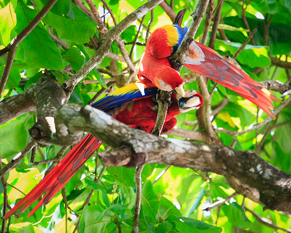 Kissing scarlet macaws